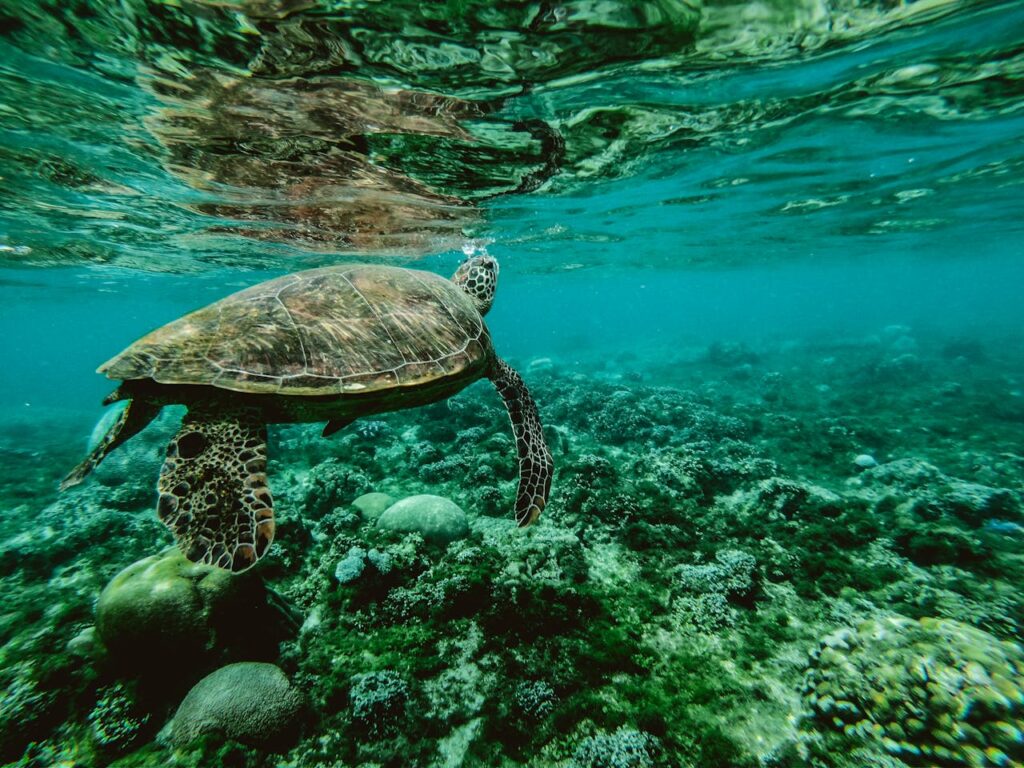pexels-photo-847393 Explore the beauty of a sea turtle gliding through a colorful underwater coral reef.